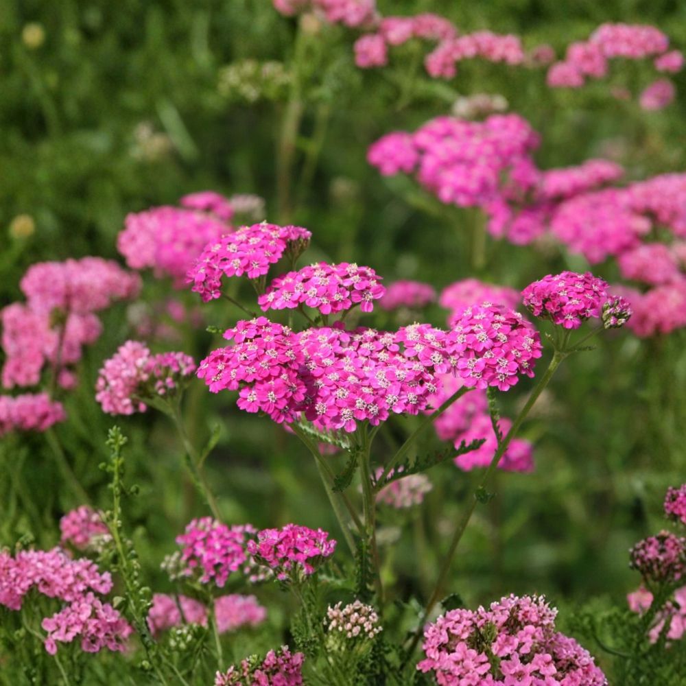 Yarrow 'Cerise Queen' Live Starter Plant | Achillea millefolium | Deep Pink Perennial | 2.5 Inch Pot | Pollinator Friendly