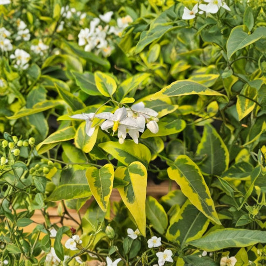 Variegated Potato Vine Live Plants – Set of 2 | Solanum jasminoides ‘Variegata’ | 4–6 Inch Starters | Cream Variegated Foliage | Climbing Ornamental Vine | No Pot