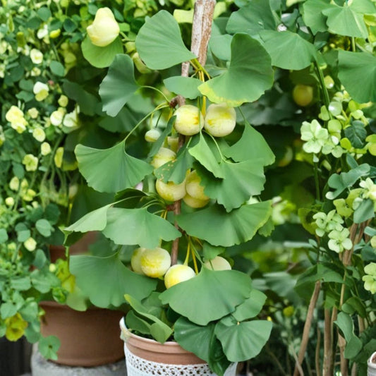 Ginkgo Tree – 2 Live Ginkgo biloba Plants | 12 Inches Tall | Includes 4 Inch Nursery Pots | Hardy Deciduous Shade Trees