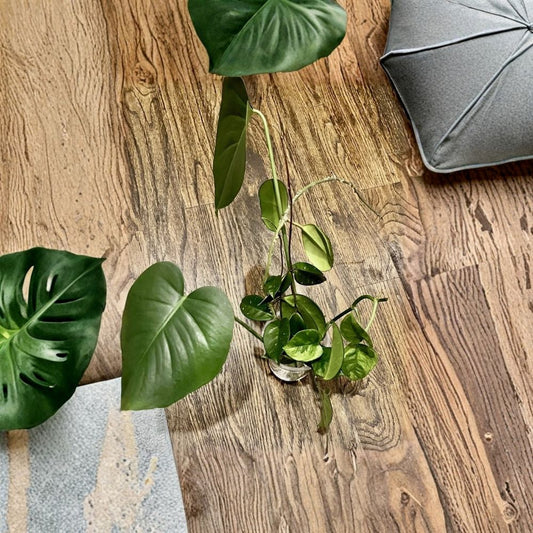 15 Live Mystery Houseplant Cuttings | Unrooted Plant Propagation Box | Common & Semi-Rare Indoor Plants | Labeled Cuttings | Easy to Root