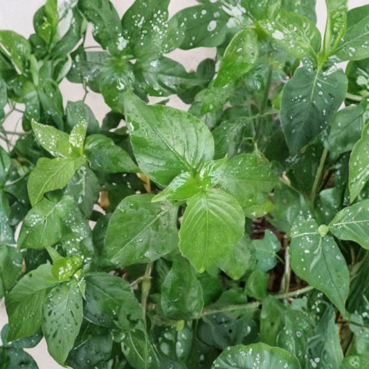 Magenta Leaf Live Starter Plant – Dicliptera tinctoria | Perennial Culinary Herb | Natural Food Coloring Plant | Garden & Container Friendly | Easy to Grow