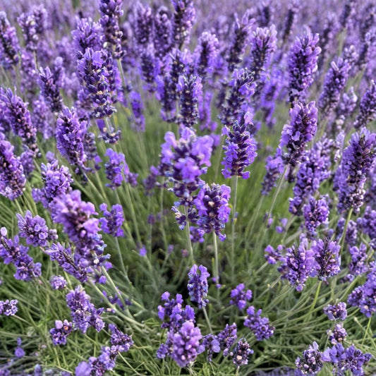 Folgate English Lavender Live Plant | 1 Gallon Pot | Lavandula angustifolia | Fragrant Perennial Herb | Hardy Garden Plant | Easy to Grow