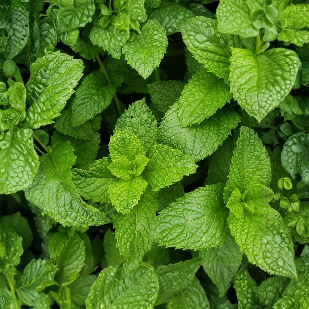 3 Live Peppermint Plants – Mentha × piperita | Edible Aromatic Herb | Bare Root | 2–5" Plants | 3 Pack