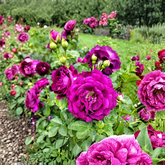 Twilight Zone Purple Rose Live Plant – 4–6" Tall | Grandiflora Rose Starter | Deep Purple Blooms | No Pot