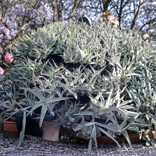 3 Octopus Agave Live Plants | Agave vilmoriniana | Rooted in 4 Inch Pots | Drought Tolerant Succulent | Ready to Plant