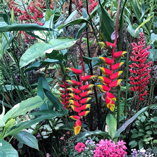 Heliconia Rostrata Live Rhizomes – Set of 2 | Hanging Lobster Claw | Tropical Flowering Plant | Red & Yellow Blooms | Garden or Container | Zones 9–11