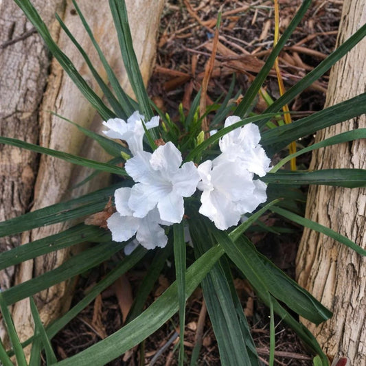 6 White Mexican Petunia Live Plants | Ruellia | Rooted Plant Plugs | Shipped in Pots | Hardy Flowering Perennial