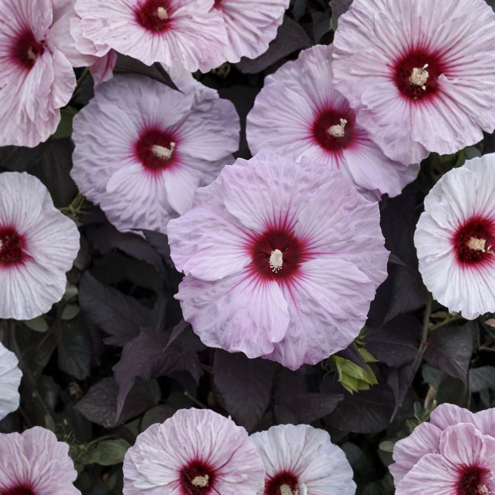 Dark Mystery Hardy Hibiscus Live Plant | 2.5 Inch Pot | Dinner Plate Hibiscus | Perennial Flowering Shrub | Proven Winners | Zones 4–9