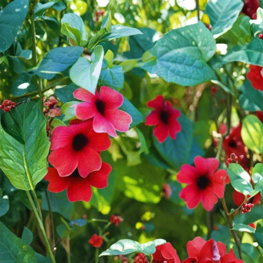 Black Eyed Susan Vine ‘Sunny Susy Cherry’ Live Plant – 6–10" Tall | Red Flowering Thunbergia | Well Rooted Starter | Pot Included