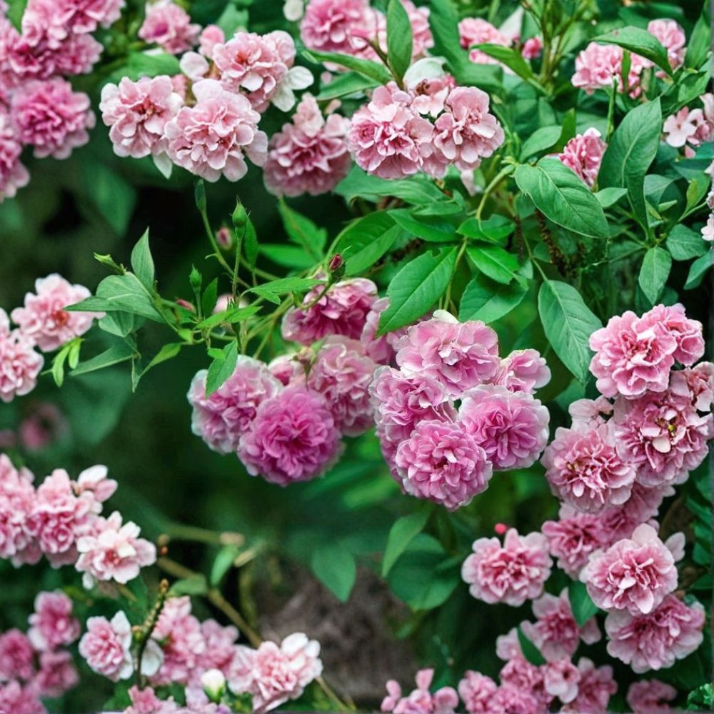 Seven Sisters Pink Rose Live Plant | 1 Foot Tall | Bare Root Heirloom Climbing Rose | Fragrant Perennial | Hardy Garden Rose