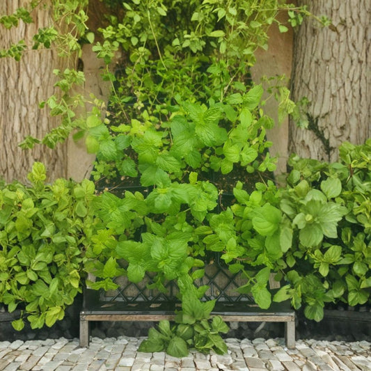 Peppermint Live Plant – Mentha × piperita | 4 Inch Potted Herb | Fresh Aromatic Mint | Culinary & Tea Garden | Free Shipping