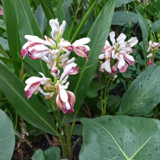 Thai Ginger (Galangal) – Alpinia galanga Live Rooted Plant | 3–5 Inches Tall | No Pot | Culinary Herb