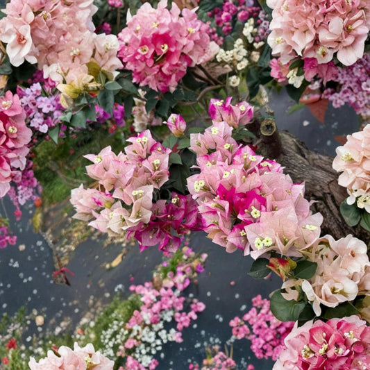Bougainvillea ‘Marilda’ Live Plant – 2 Gallon | Pink Purple White & Yellow Blooms | Tropical Flowering Vine | Easy Care