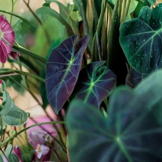 Live Illustris Colocasia Plant – 6–15" Tall | Colocasia antiquorum ‘Illustris’ | Elephant Ear Plant | No Pot