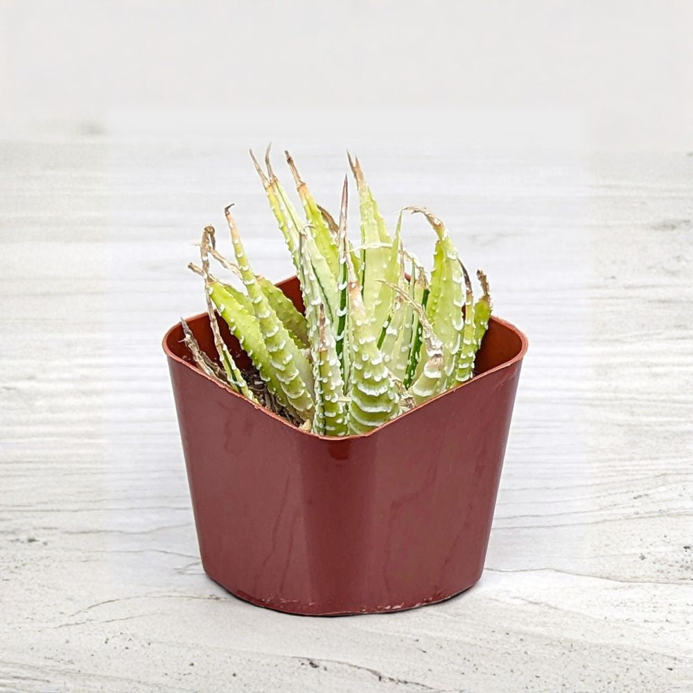 Variegated Zebra Haworthia Live Plant | 2 Inch Pot | Haworthia fasciata | Easy Care Succulent | Pet Friendly Houseplant