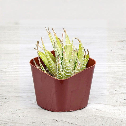 Variegated Zebra Haworthia Live Plant | 2 Inch Pot | Haworthia fasciata | Easy Care Succulent | Pet Friendly Houseplant
