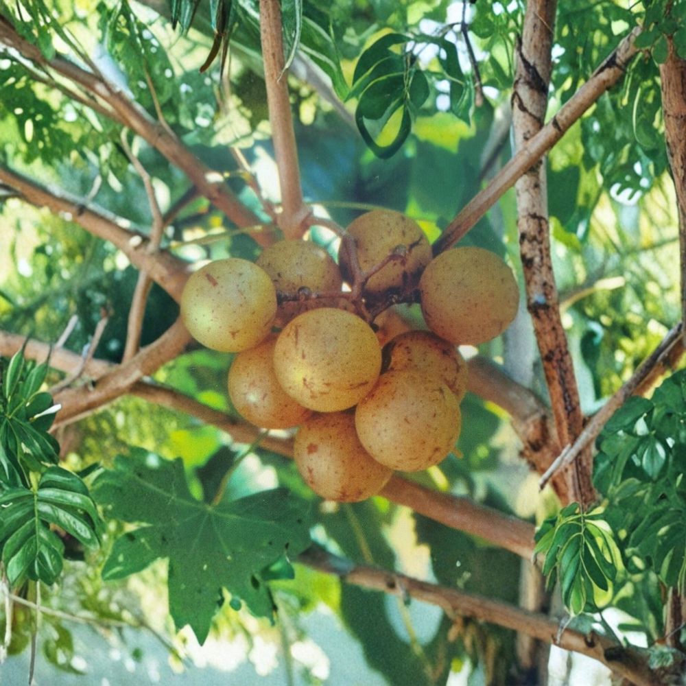 Light Scuppernong Muscadine Grape Vine – Vitis rotundifolia Live Plant | 4–6 Feet Tall | Bronze Muscadine Grapes | Fruit & Wine Variety | Requires Pollinator