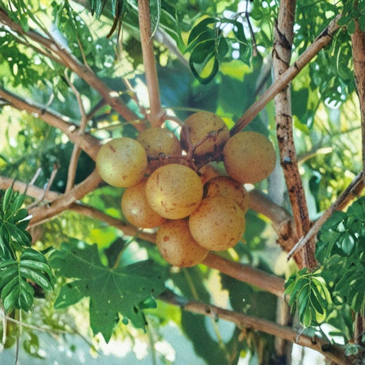 Light Scuppernong Muscadine Grape Vine – Vitis rotundifolia Live Plant | 4–6 Feet Tall | Bronze Muscadine Grapes | Fruit & Wine Variety | Requires Pollinator