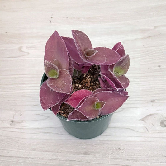 Tradescantia Pallida 'Pale Puma' Live Plant | 4 Inch Pot | Purple Succulent Houseplant | Easy Care Trailing Plant