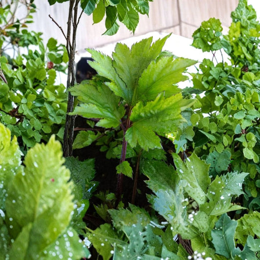 Ashitaba Live Plant – Angelica keiskei Rooted Starter | Japanese Tomorrow's Leaf (明日葉) | Rare Red Stem Variety | Nutritional Herb