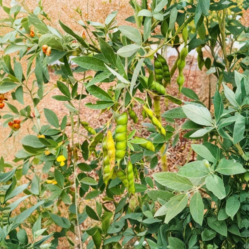 3 Live Pigeon Pea Plants – Organic Starter Plants | Edible Nitrogen-Fixing Legume | Garden & Container Friendly | Easy to Grow