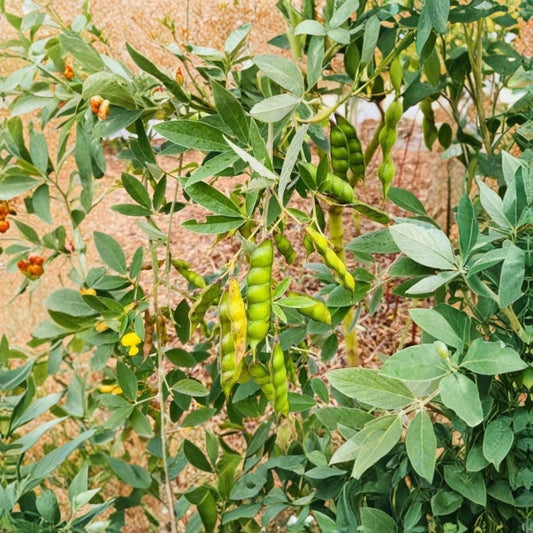 3 Live Pigeon Pea Plants – Organic Starter Plants | Edible Nitrogen-Fixing Legume | Garden & Container Friendly | Easy to Grow
