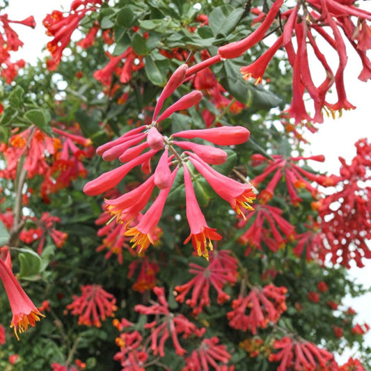 Lonicera sempervirens ‘Honey Coral’ Live Plant – Native Coral Honeysuckle | Hummingbird & Butterfly Vine | Rooted Starter Plant