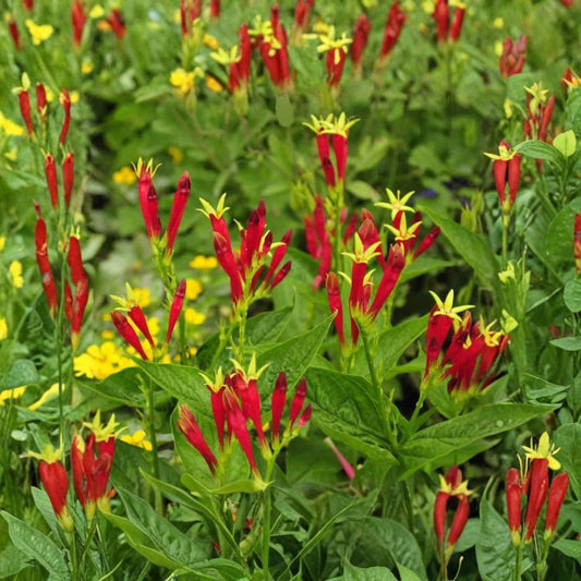 Indian Pink Bare Root Live Plant – Spigelia marilandica | Native Perennial Wildflower | Hummingbird Friendly | Shade Garden Favorite | Easy to Grow