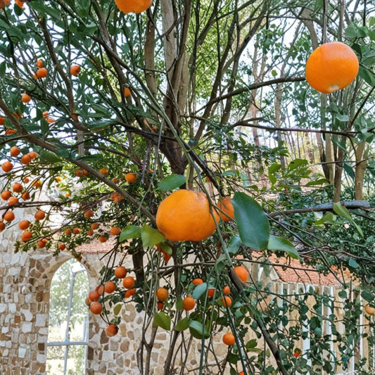 Satsuma Mandarin Tree Live Seedling | 4–10 Inches Tall | Bare Root Citrus Plant | Sweet Mandarin Fruit Tree | Easy to Grow