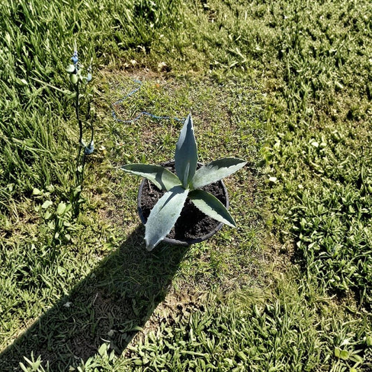 Blue Agave Live Plant – Agave americana | 6–8 Inch Fully Rooted Plant in Pot | Century Plant Succulent | Drought Tolerant | Xeriscape & Container Plant