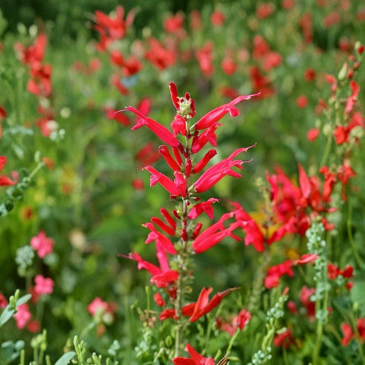 Organic Pineapple Sage Live Plant – 4–8" Tall | Salvia elegans | Edible Herb | Well Rooted Starter in 2.5" Pot