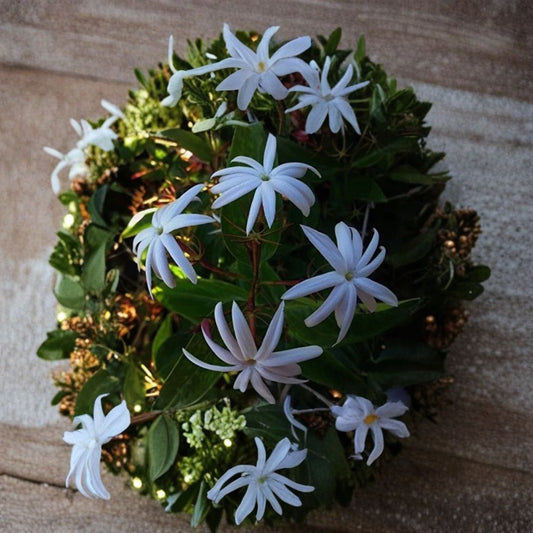 Angel Wing Star Jasmine – Jasminum nitidum Live Plant | 10–14 Inches Tall | Includes 4 Inch Nursery Pot | Fragrant Tropical Vine