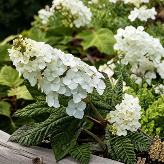 Oakleaf Hydrangea Live Plant – 5–8 Inches Tall | 4 Inch Pot | Native White Flowering Shrub | Fall Color | Easy to Grow
