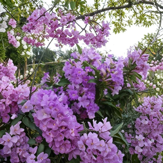 Garlic Vine Live Plant – Purple Trumpet Flower Vine Starter | 6–8 Inches Tall | Includes Rooted Plant | Fast Growing Climbing Vine | Trellis & Fence Friendly
