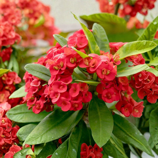 Red Crown of Thorns Live Plant – 4–6" Tall in Pot | Euphorbia milii | Red Flowering Succulent | Drought Tolerant