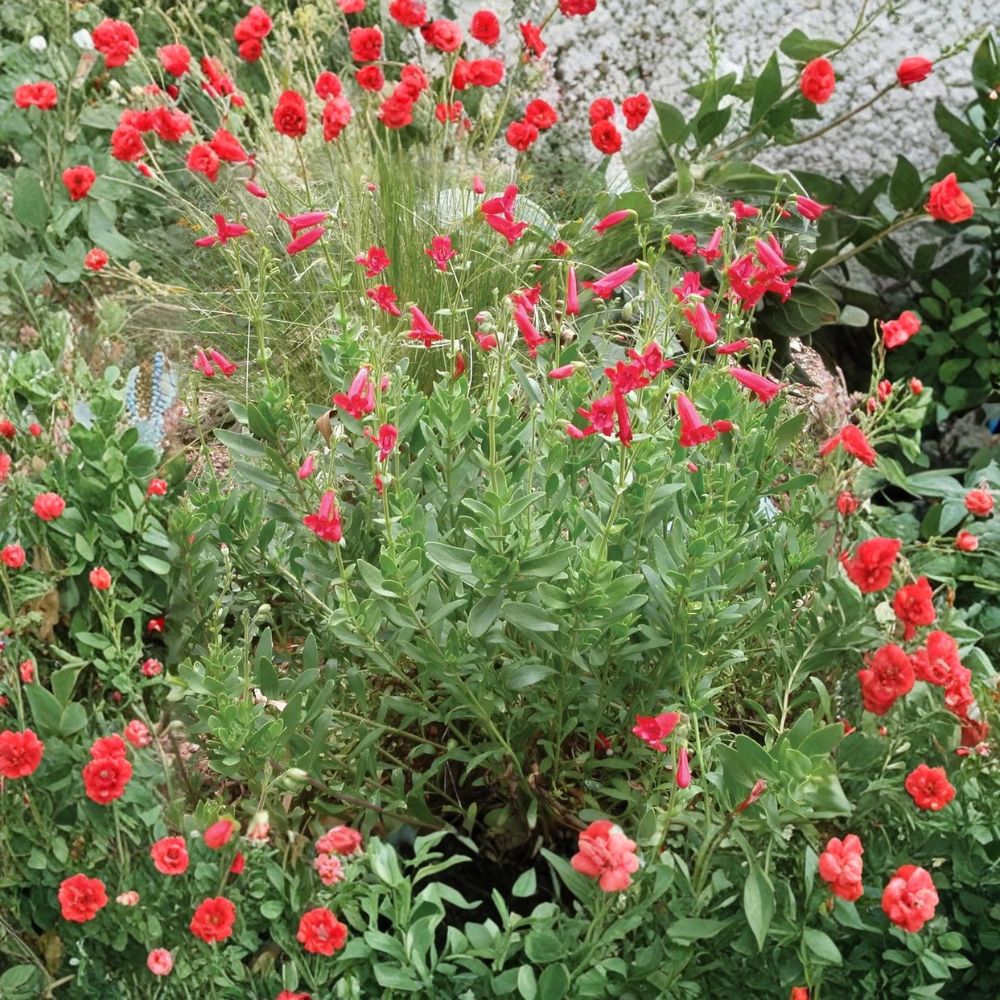 Rock Penstemon Live Plant | Penstemon baccharifolius | Fully Rooted 1 Gallon Plant | Hummingbird Favorite | Drought Tolerant Perennial