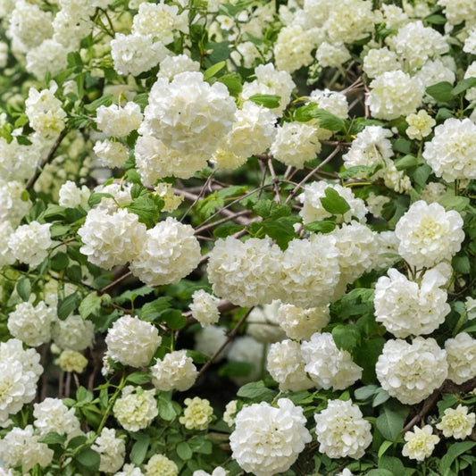Old Fashion Snowball Viburnum Live Plant – 4–12 Inches Tall | 4 Inch Pot | White Flowering Shrub | Garden Hedge | Easy to Grow