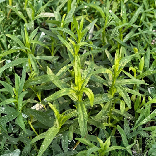 Set of 2 French Tarragon Live Starter Plants | 4–5 Inches Tall | Culinary Herb | Perennial Herb Plant | Easy to Grow