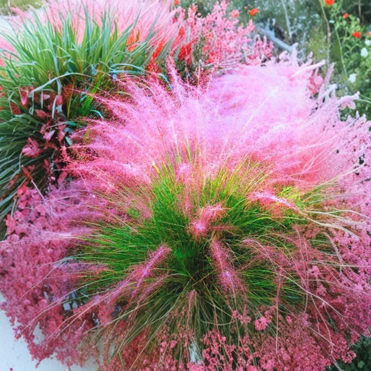 Pink Muhly Grass Live Starter Plant | 4–6 Inches Tall | Ornamental Grass | Pink Flowering Plumes | Rooted Starter | Ships Bare Root | No Pot