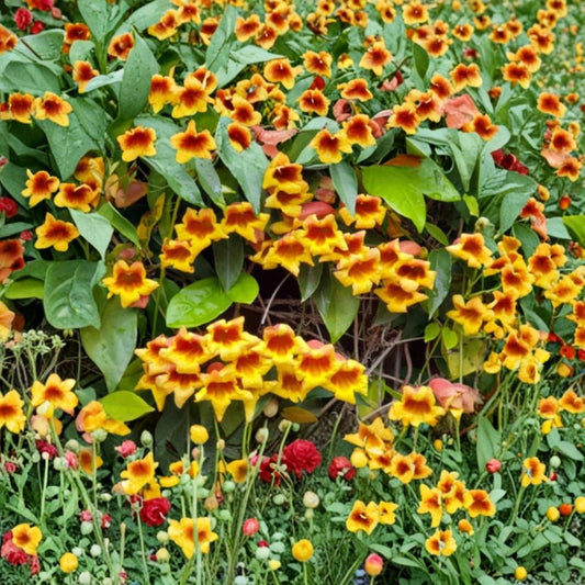 Gold & Crimson Crossvine Live Plant – Bignonia capreolata | Bare Root | Golden Yellow & Orange Flowers | Climbing Vine