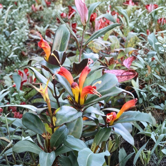 Black Pagoda Lipstick Live Plant – 2 Inch Pot | Aeschynanthus longicaulis | Trailing Tropical Houseplant | Easy Care | Hanging Basket Favorite