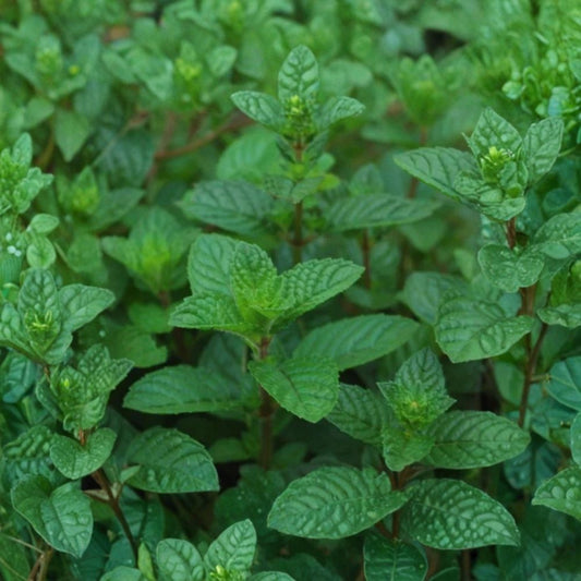 3 Live Mint ‘Berries & Cream’ Plants – 3–6" Tall | Variegated Mint Herb | Fast Growing Culinary Plant | No Pot