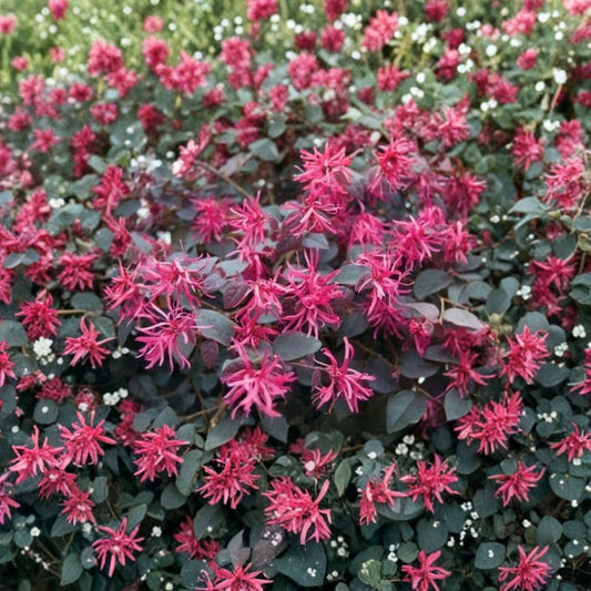 Daruma Dwarf Loropetalum Live Plant | 1 Quart Grow Bag | Chinese Fringe Flower | Compact Evergreen Shrub | Pink Blooms | Zones 7–10