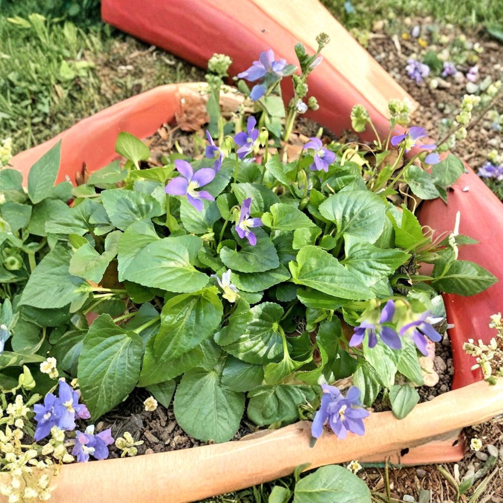 20 Purple Wild Violet Live Starter Plants | Bare Root Perennial | Fast Spreading Ground Cover | Ready to Plant