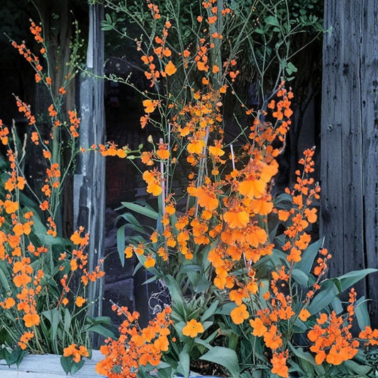 Onc. Gower Ramsey 'Orange Delight' Live Orchid Plant – 3 Inch Pot | Healthy Oncidium Orchid | Easy to Grow | Beautiful Orange Blooms