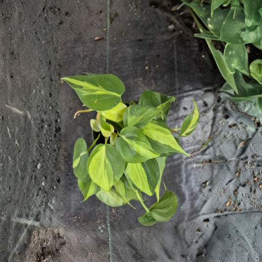 Philodendron Brasil Live Plant – Philodendron Brazil | 4 Inch Pot | Variegated Green & Yellow Heartleaf Houseplant | Easy Indoor Plant
