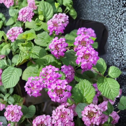Purple Lantana Live Plant – 3–5 Inches Tall | Ships Without Pot | Butterfly-Friendly Flowering Shrub | Garden & Container Friendly | Easy to Grow