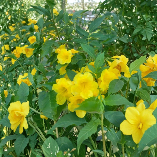 2 Live Yellow Bells Plants – Tecoma stans | 4–6 Inches Tall | Bare Root Starter Plants | Bright Yellow Flowering Shrub | Heat Tolerant