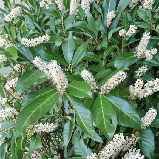 Cherry Laurel Live Plant – 4 Inch Pot | Evergreen Shrub | Privacy Hedge & Landscape Plant | Garden Favorite | Easy to Grow