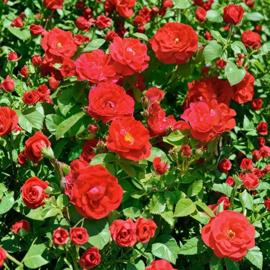 Live Red Climbing Rose Plant – Small 3 Inch Pot | Red Flowering Rose Vine | Garden Trellis & Patio Plant